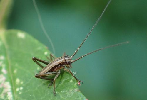 Roeseliana roeselii